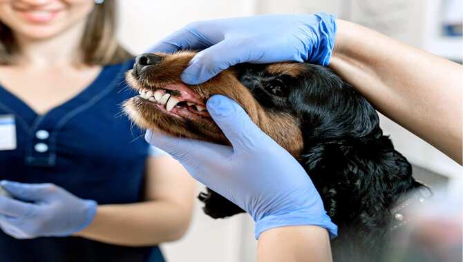 Regular Dental Check-Ups With A Veterinarian