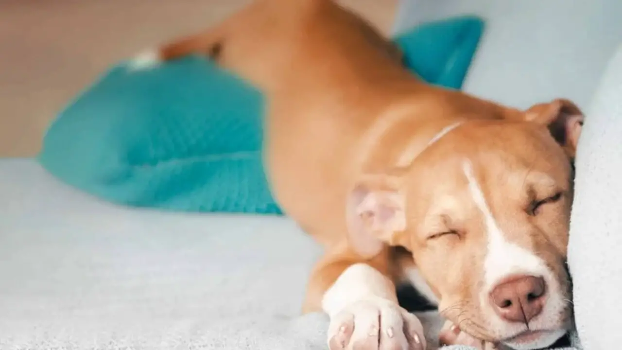 Should You Allow A Dog To Lie Flat On Their Belly