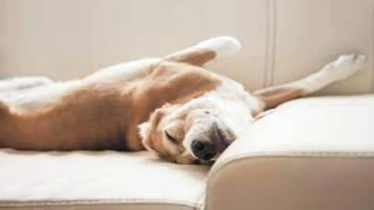 The Adorable Meaning Behind The Dog’s Sleeping Position