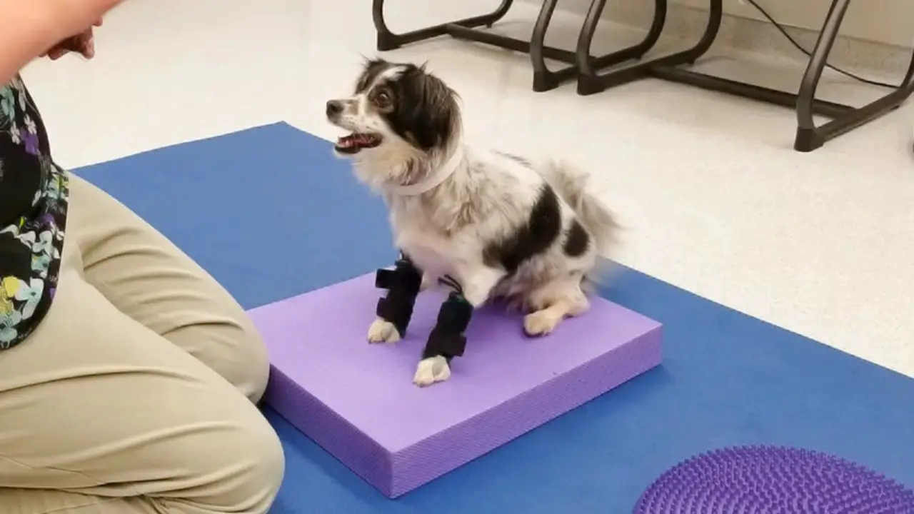 The Following Triggers Puppy Front Legs Knuckling Over Symptoms
