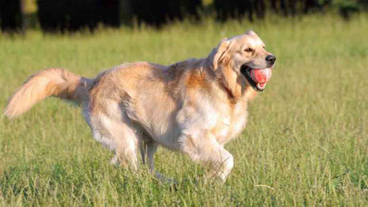 The Golden Retriever Needs Exercise And Play