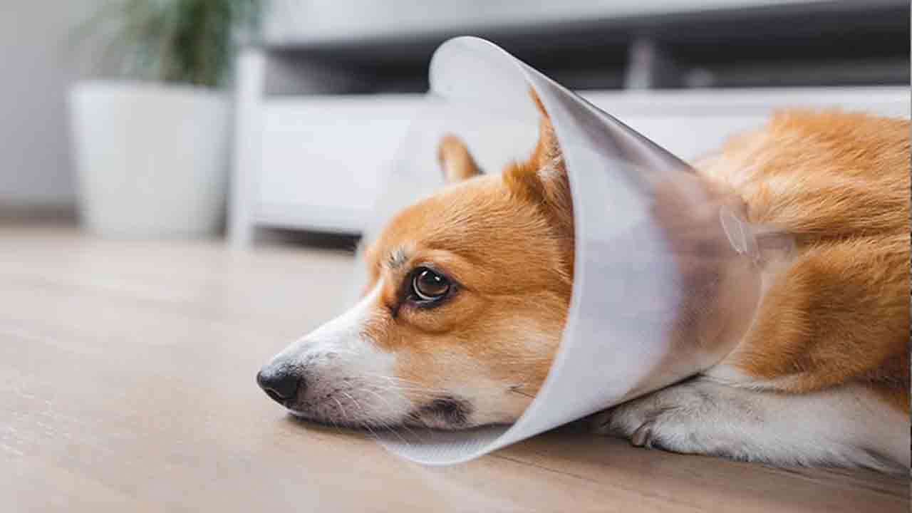 Tips For Helping Your Dog Recover Comfortably After Anaesthesia