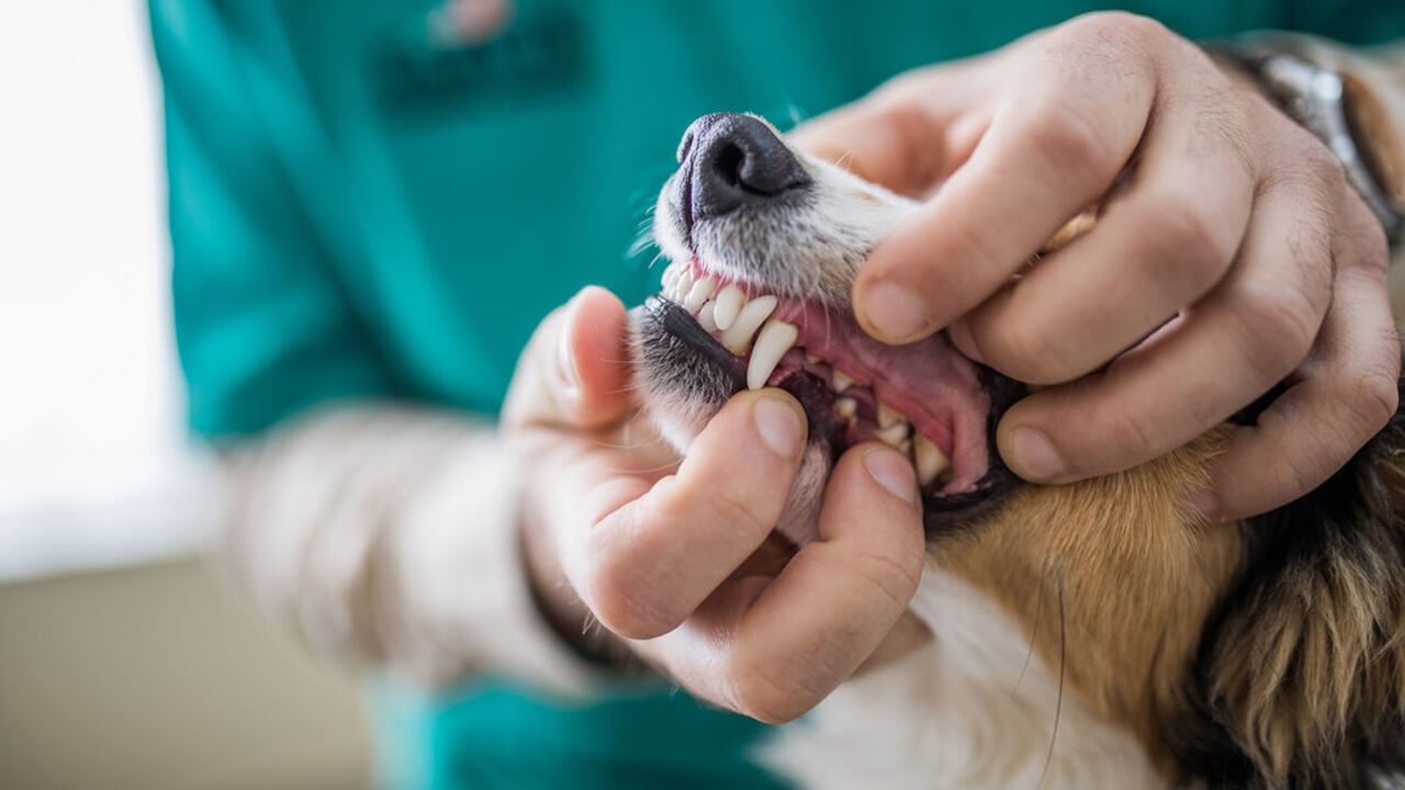 Tips For Preventing Tartar Build-Up In Dogs
