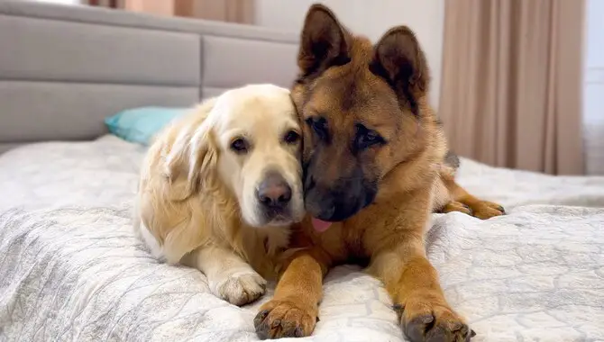 Train Your German Shepherd to live with a Golden Retriever
