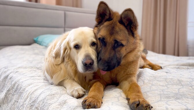 Train Your German Shepherd to live with a Golden Retriever