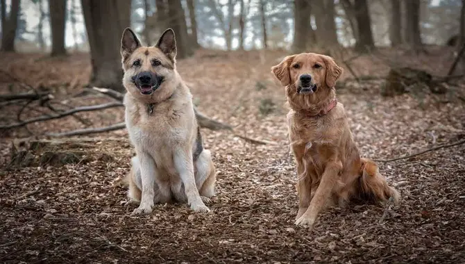 Train Your Golden Retriever To Live With The German Shepherd