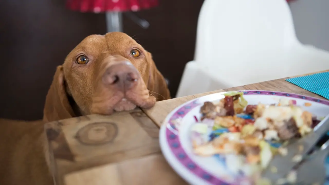 Training Techniques To Encourage Proper Eating Habits In Dogs