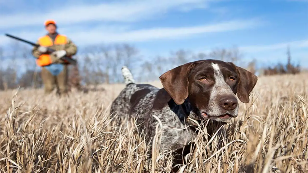 What Do Hunting Dogs Do