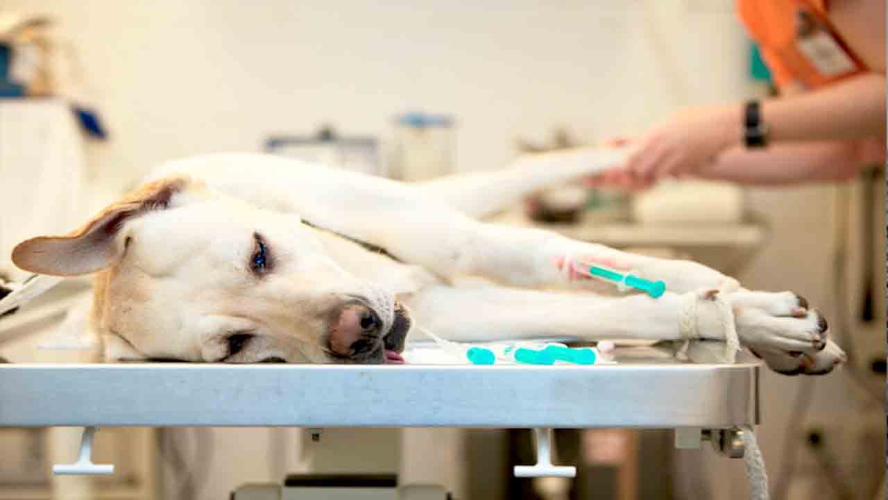 What Is Anesthesia For Dogs