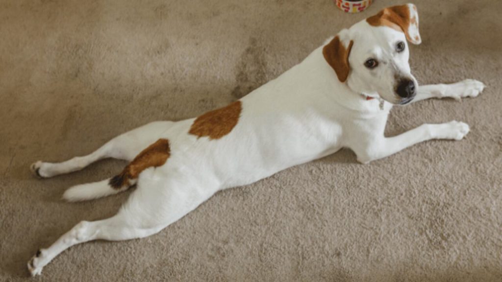 Dog Lying Flat On Belly 6 Probable Reasons
