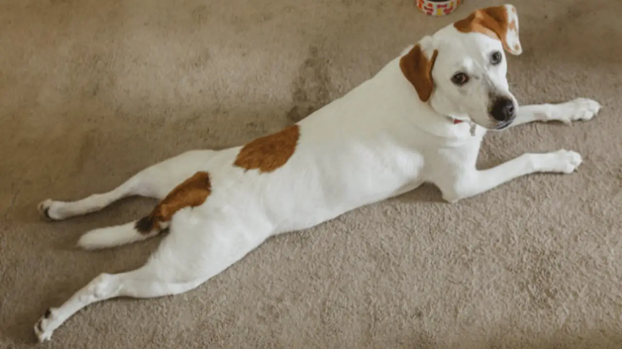 What Is Dog Splooting