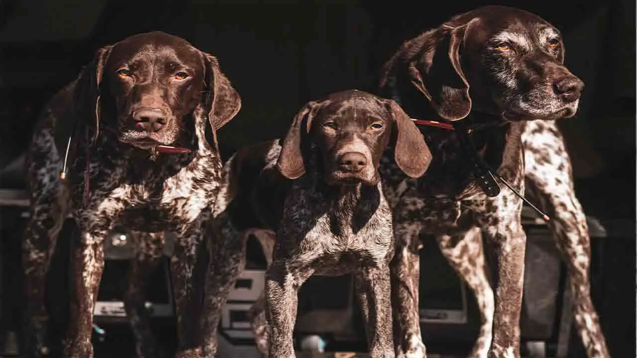 What To Consider When Adding A Third Dog