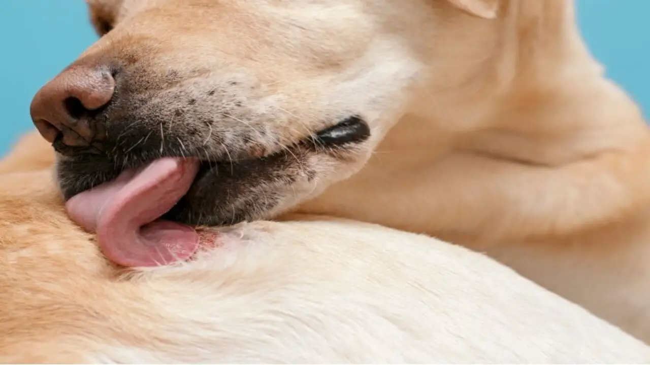 What To Do If The Dog Licks The Polysporin