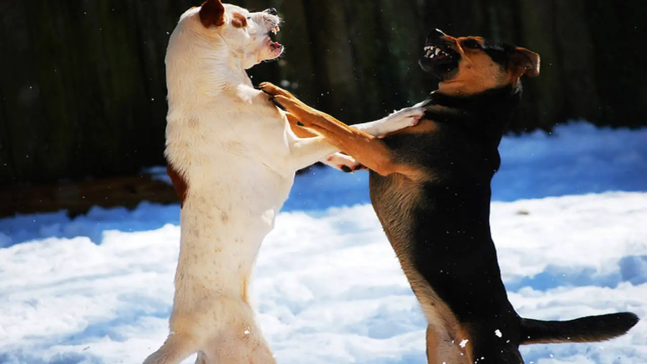 What To Do If There Is A Fight Between The dogs