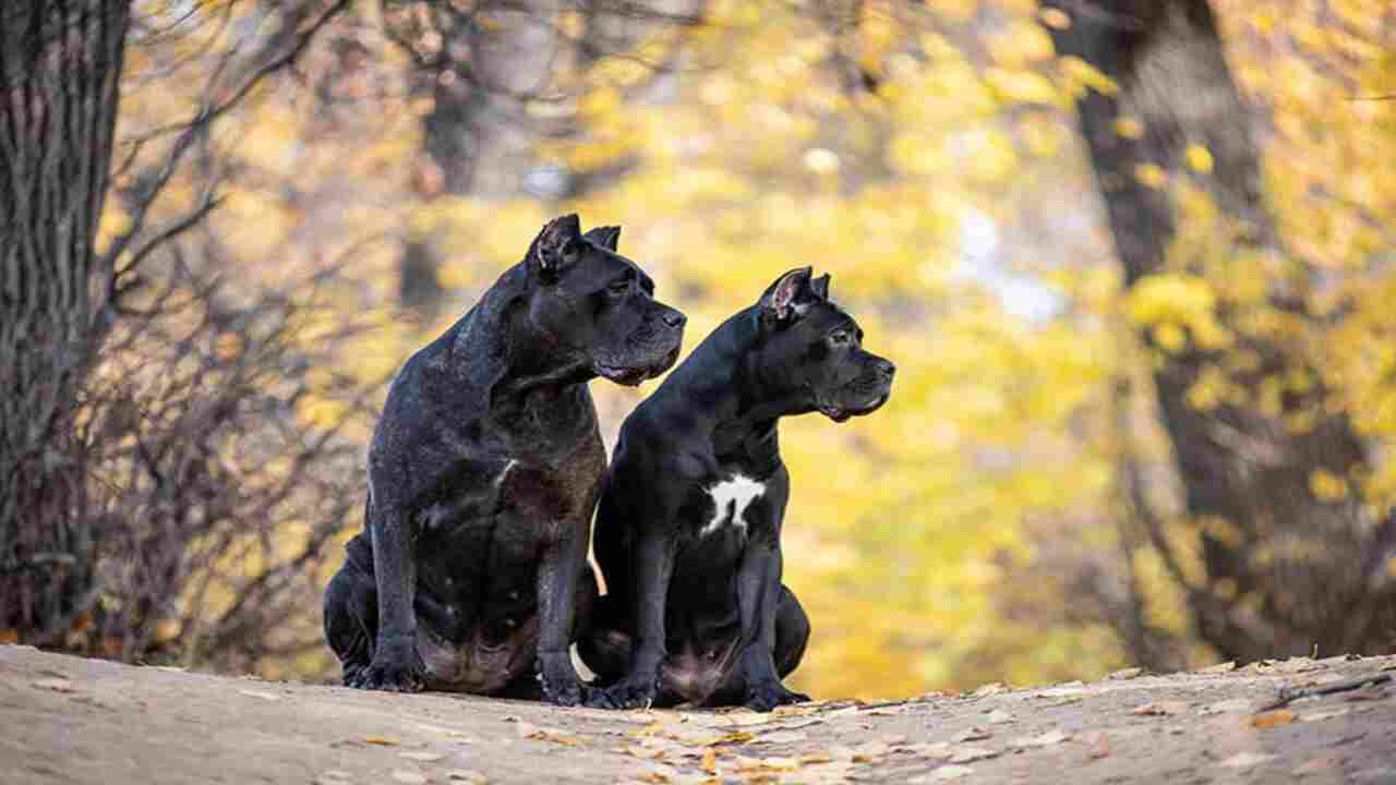 What To Expect During The Early Stages Of A Cane Corso's Life
