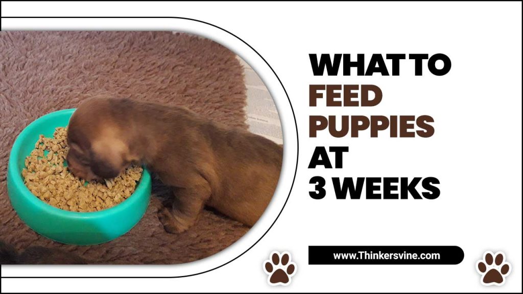 What To Feed Puppies At 3 Weeks Puppy Feeding Guide