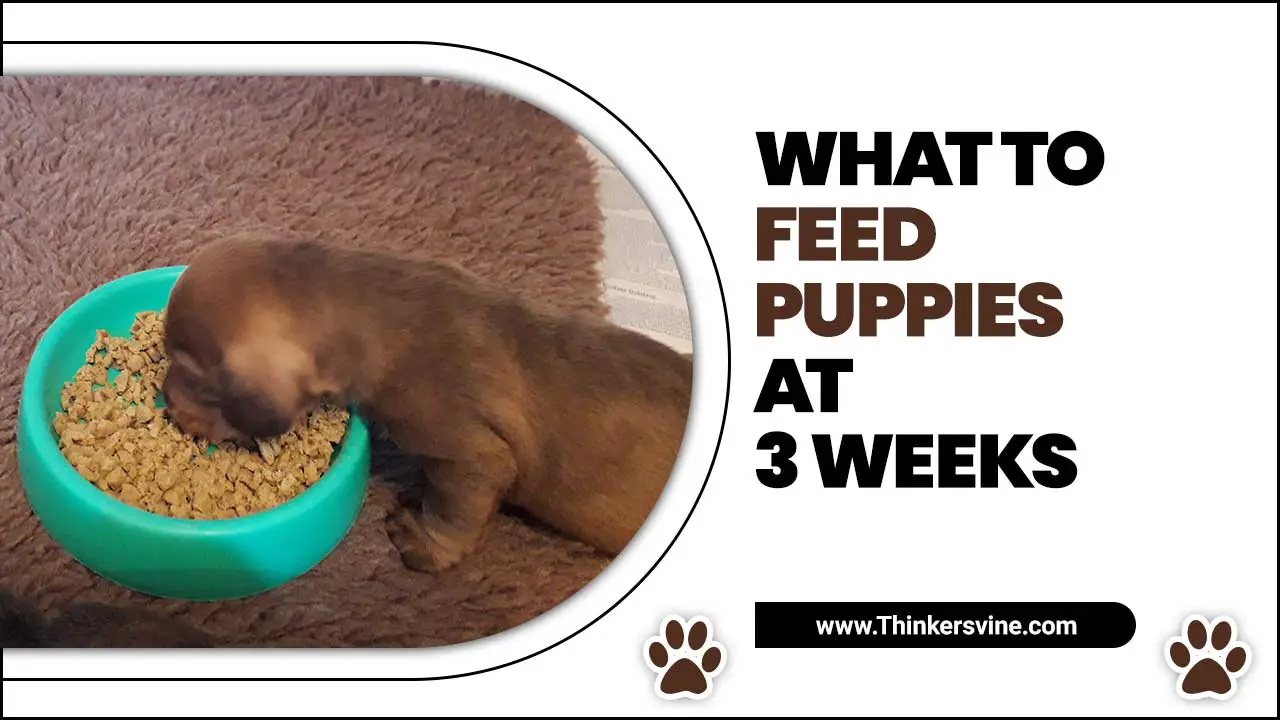 What To Feed Puppies At 3 Weeks