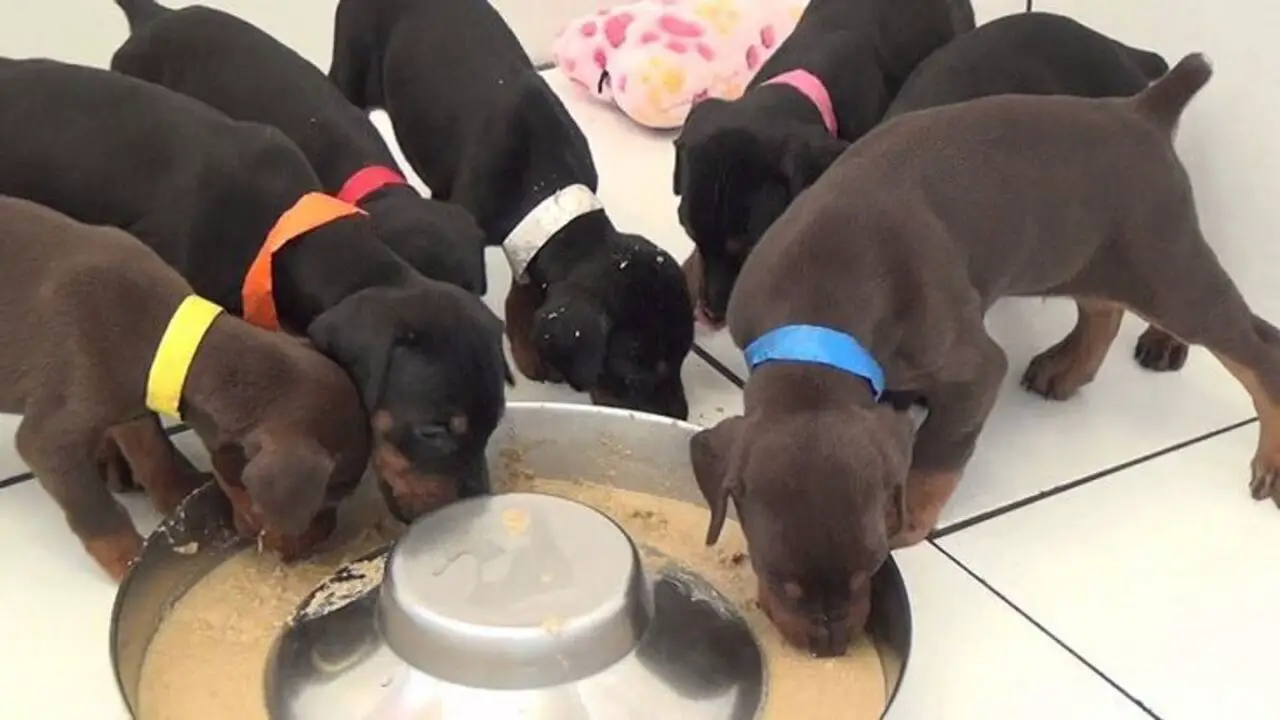 What To Feed Puppies At 3 Weeks