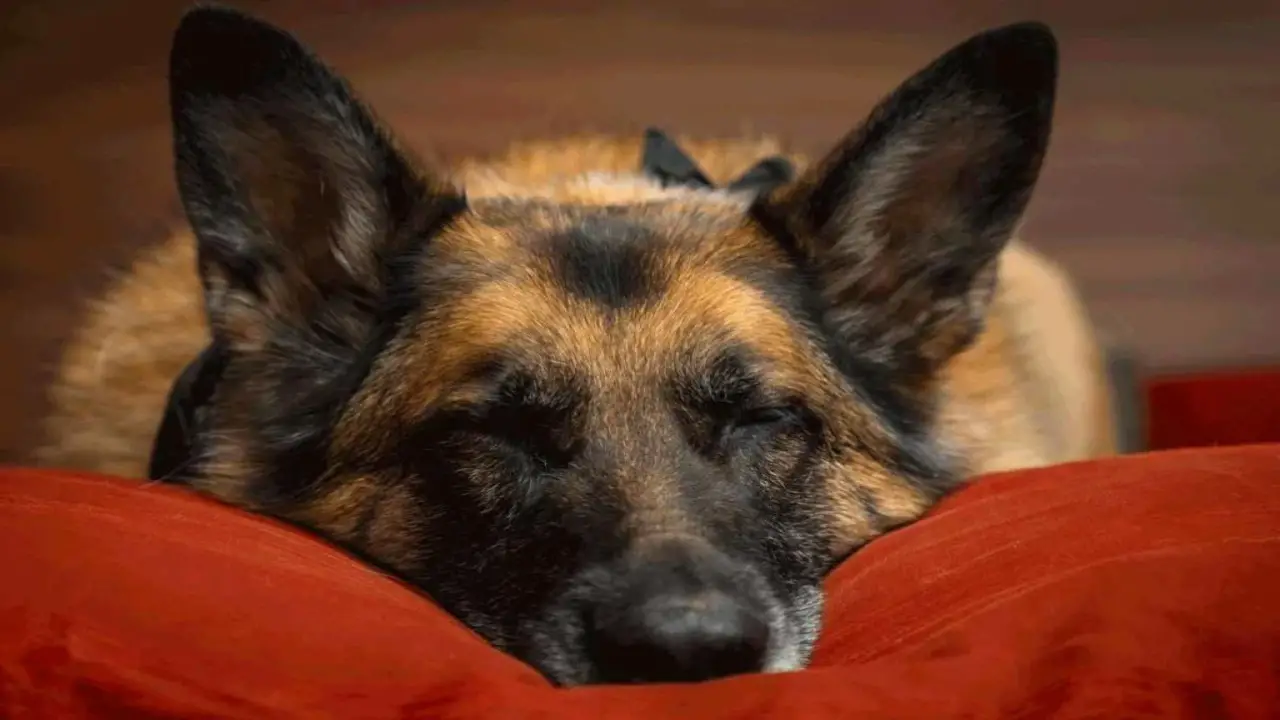 What Your Dog's Sleeping Position Tells You About Them