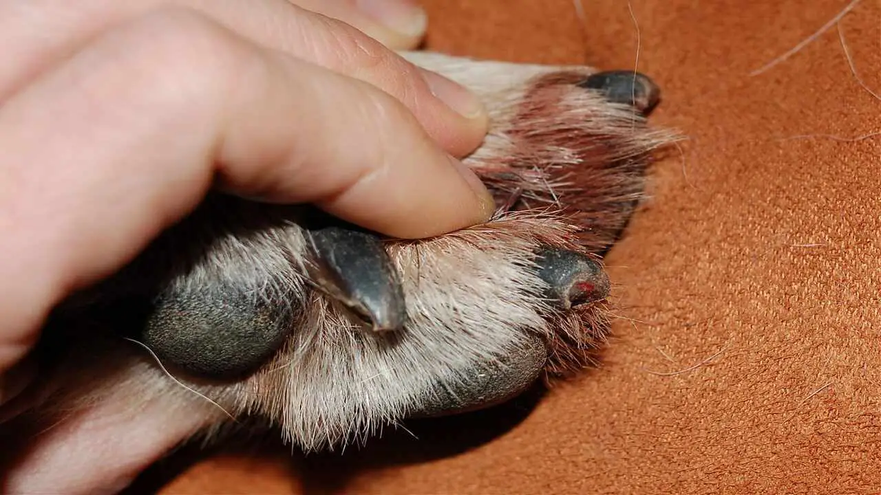When And Why Do Their Dog Dragging Front Nails