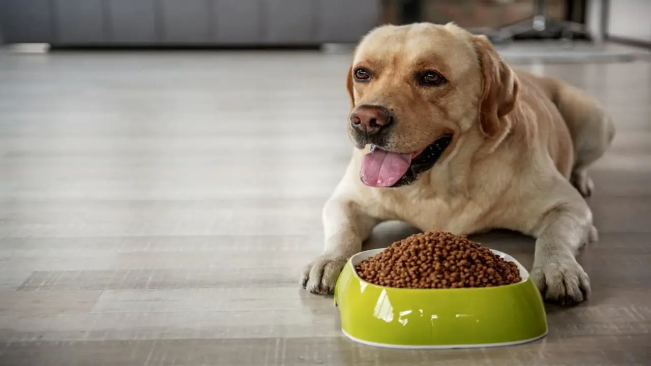 When To Seek Veterinary Advice For A Dog That Swallows Food Whole