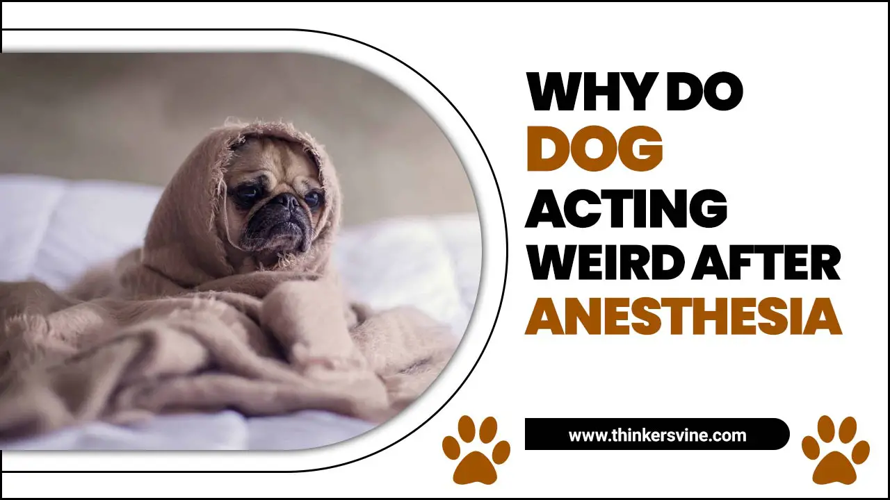 Why Do Dog Acting Weird After Anesthesia