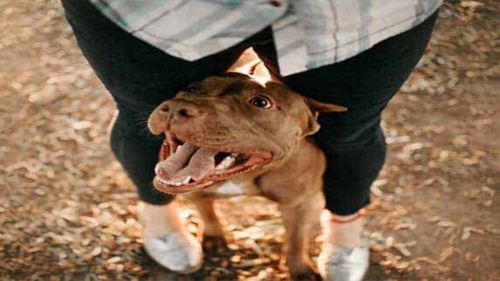 Why Do Dogs Put Their Head Between Your Legs In Answered