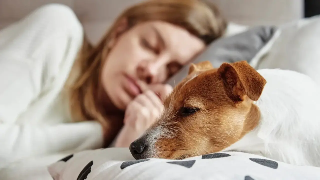 Why Does My Dog Sleep Above My Head - Common 6 Reasons