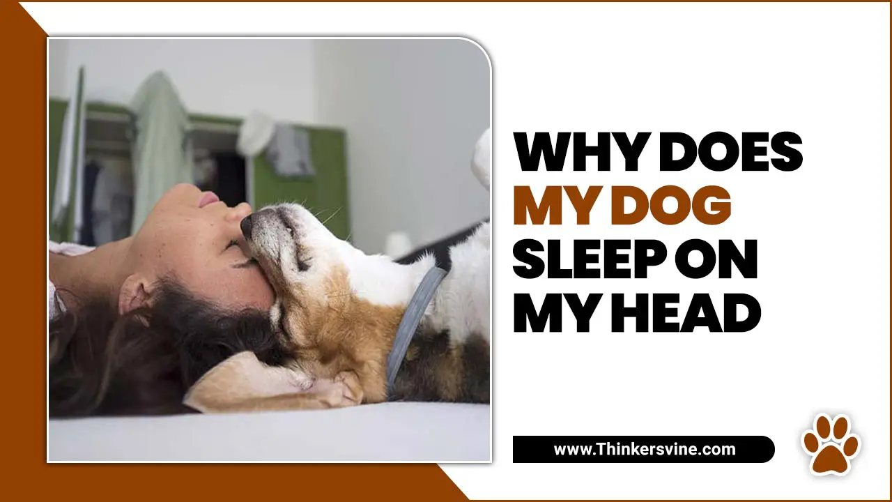 Why Does My Dog Sleep On My Head
