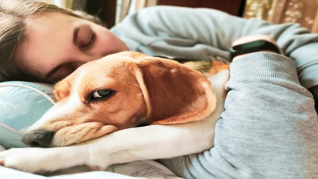 Why My Dog Bury His Head In Me 6 Common Reasons