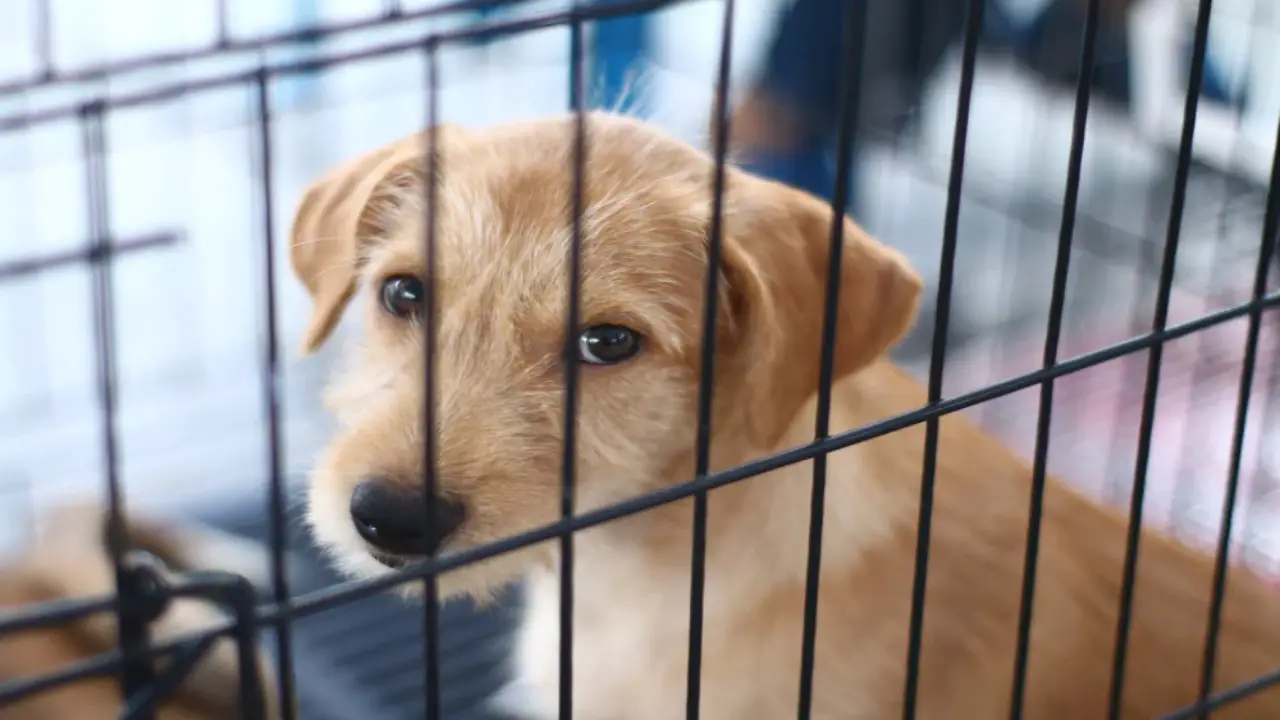 Why Your Puppy Goes Into Crate To Pee - 5 Possible Reasons