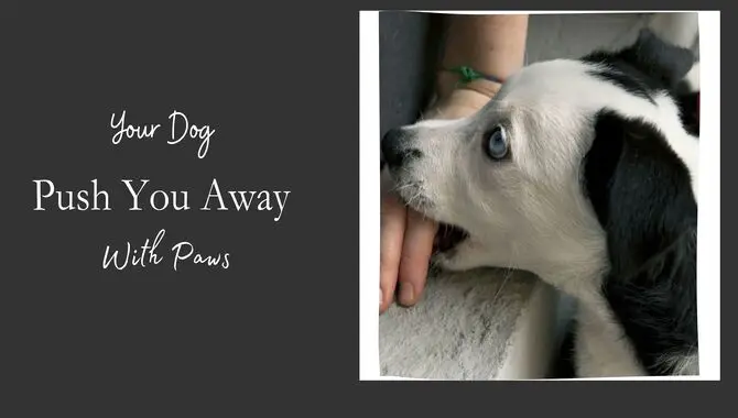 Your Dog Push You Away With Paws