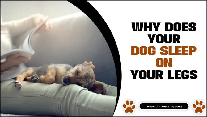 Why Does Your Dog Sleep On Your Legs? [Is That A Problem?]