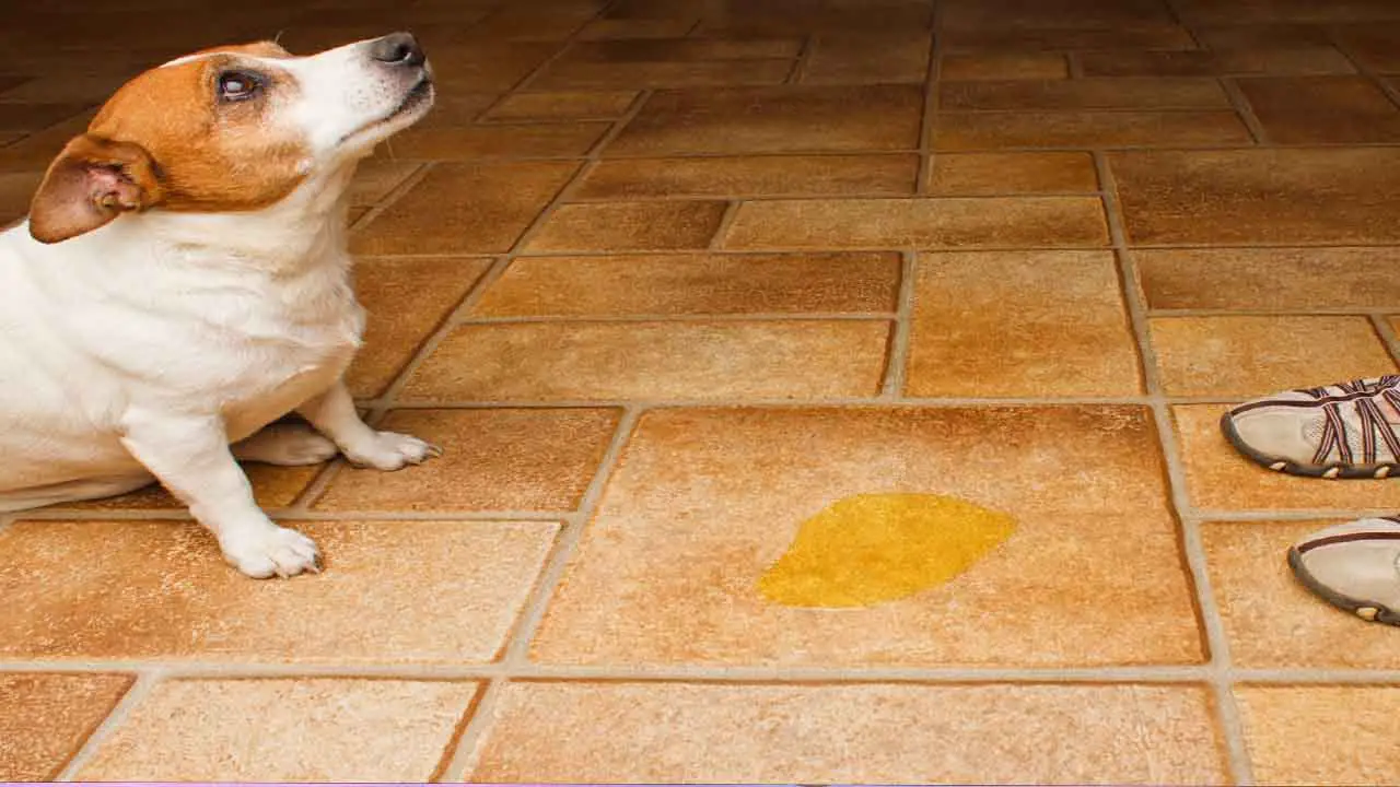 10 Surprising Reasons Why Does An Older Dog Drink Its Own Urine
