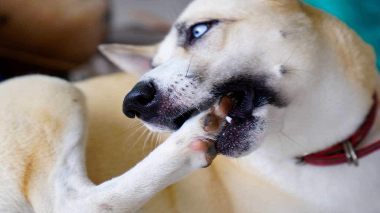 5 Effective Methods How To Prevent Dogs From Pulling Hair Out Of Back Legs