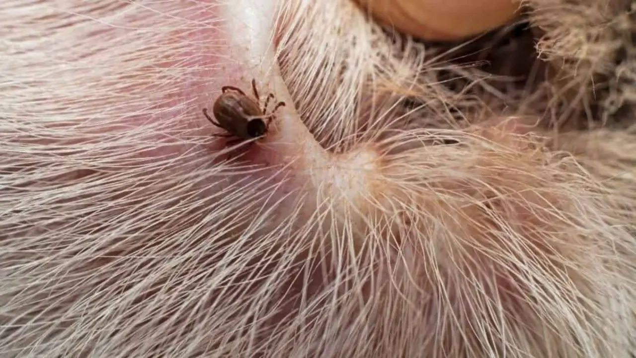 7 Interesting Facts About Little Black Bugs On Dogs