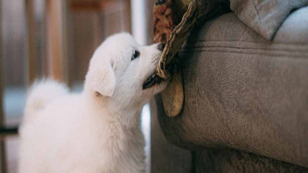 Why Does My Dog Bite My Ankles When I Walk 6 Common Causes