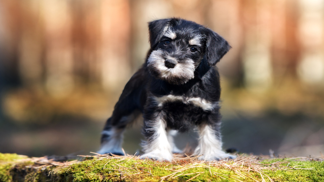 9 Tips For Raising A Schnauzer-Pug Mix Puppy