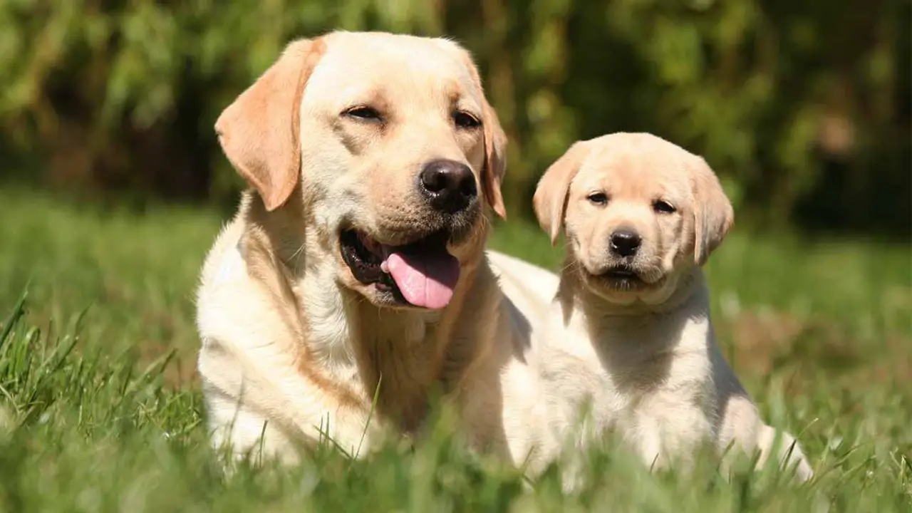 A Few Ways To Know If Your Puppy Is Bonding Well With The Older Dog Are