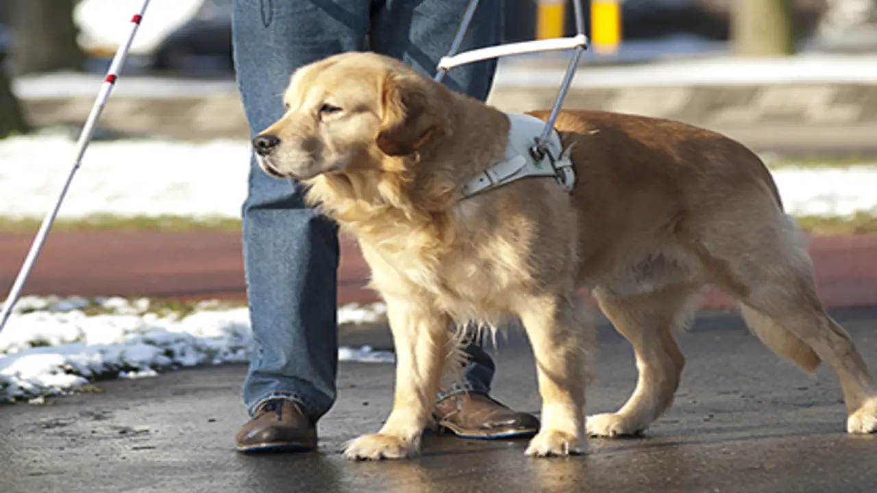 Assistance Animals And The Fair Housing Act
