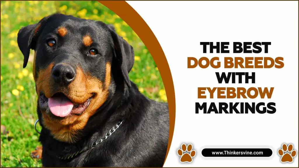 the-best-dog-breeds-with-eyebrow-markings-details-guide