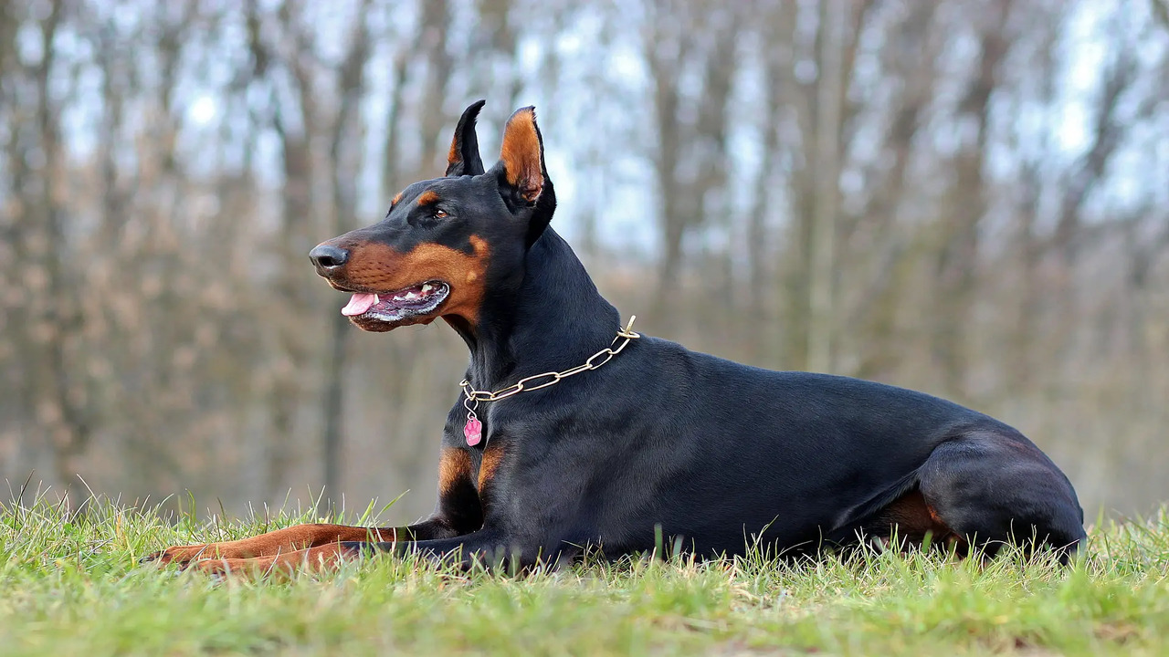 Brushing Techniques To Minimize Shedding