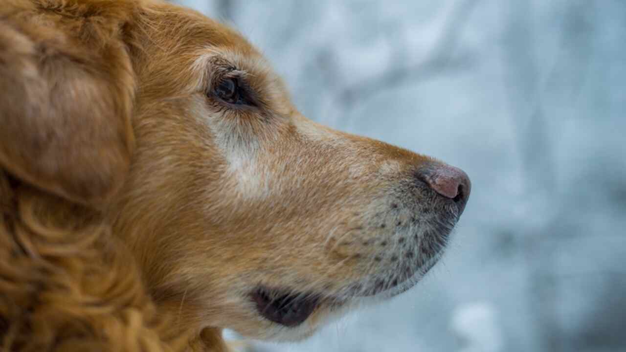 Can You Prevent Snow Nose In Golden Retrievers