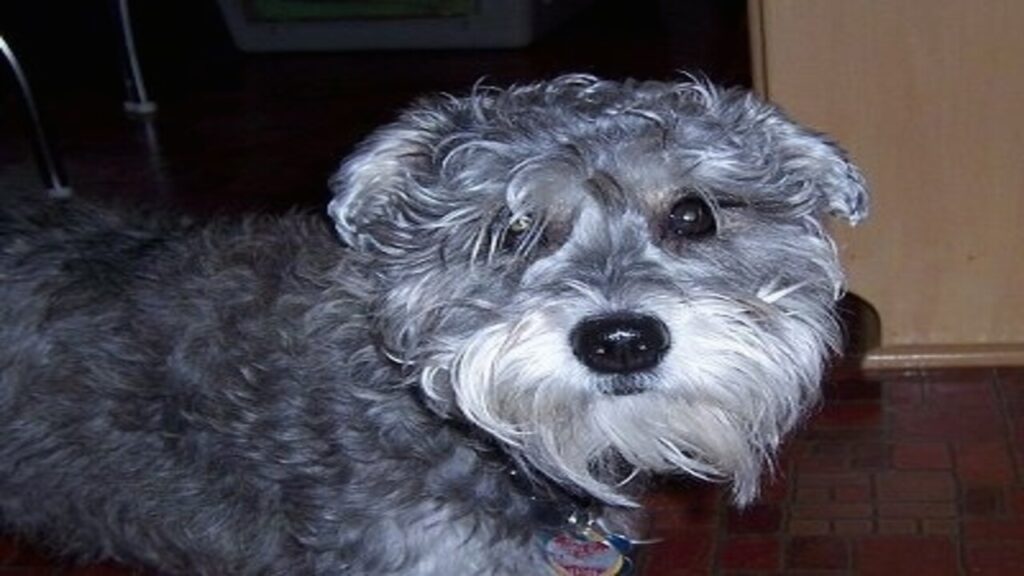 Schnauzer Bichon Frise Mix: Know All About Of This Breed