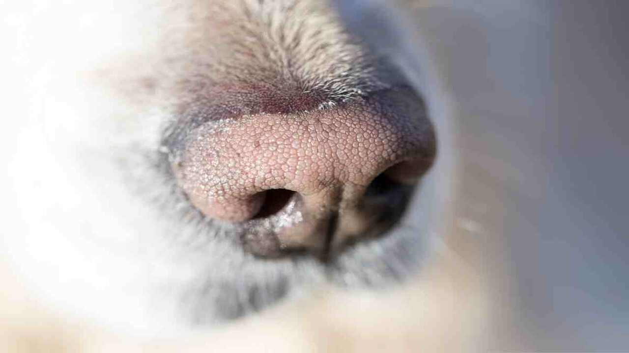 Causes & Treatment For Why Is My Golden Retriever's Nose Turning Pink