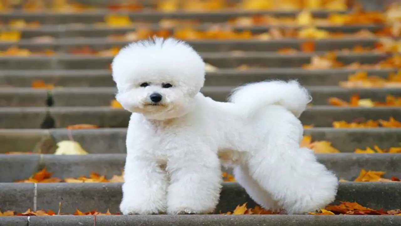 Discover The Adorable Schnauzer Bichon Frise Mix Breed - At a Glance