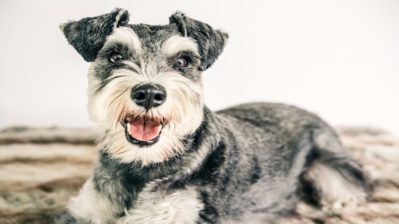 Distinct Characteristics Of Parti-Colored Schnauzers