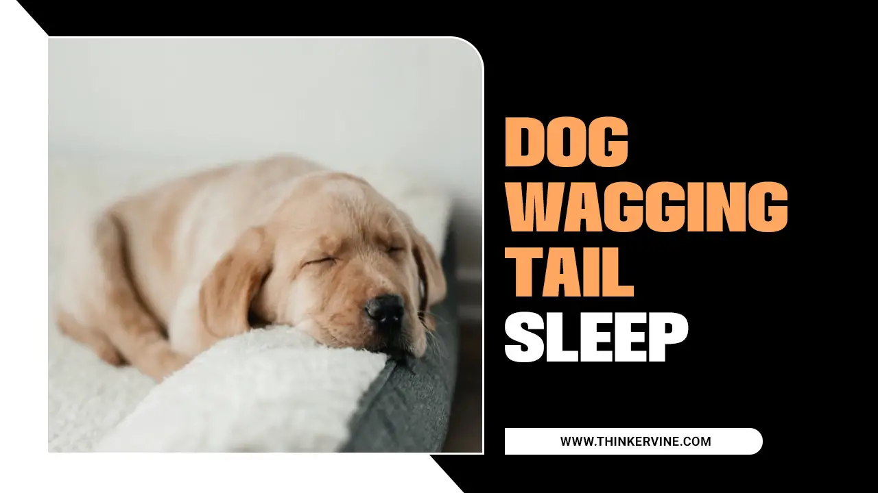 Dog Wagging Tail Sleep