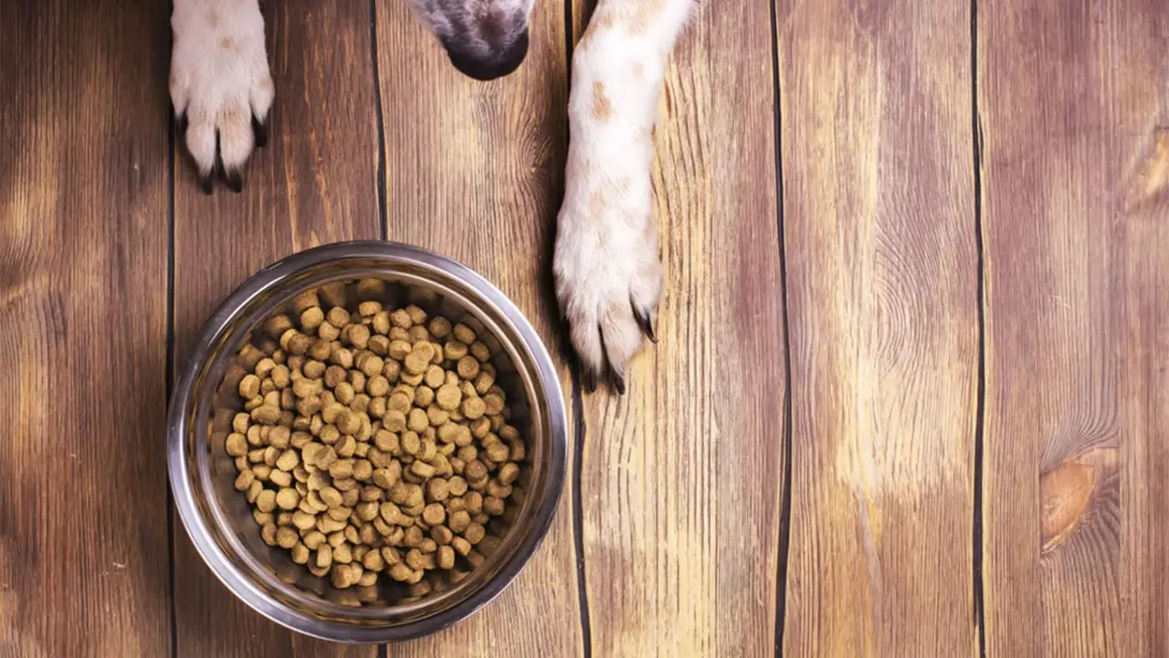 Ensuring Proper Portion Control And Nutrition For The Dog’s Health