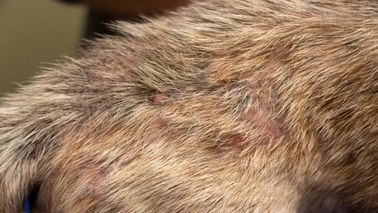 Flea Allergic Dermatitis